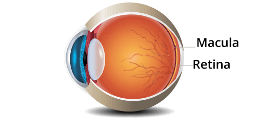 la macula, la zona della retina associata alla visione centrale